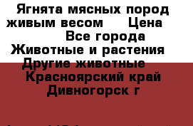 Ягнята мясных пород живым весом.  › Цена ­ 125 - Все города Животные и растения » Другие животные   . Красноярский край,Дивногорск г.